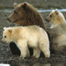 polar bears family