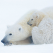 polar bears  mother and child