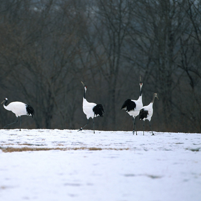 red-crowned cranes