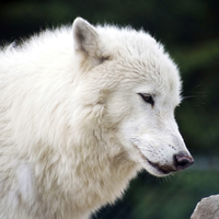 Samoyed