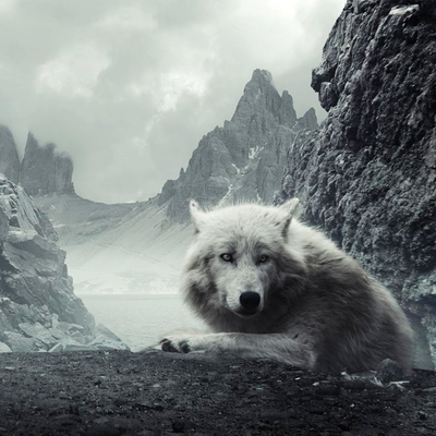 samoyed on the moutain