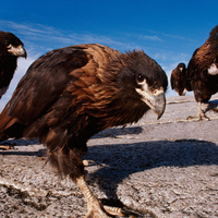 sea birds