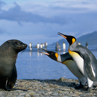 sea lion and penguins