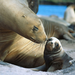 sea lion mother and child