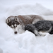 siberian husky in the snow