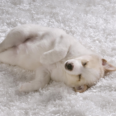 sleeping samoyed