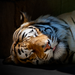 sleeping tiger