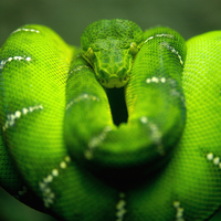 terrible green snake