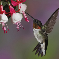 the bird eatting the flower