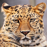 thinking leopard