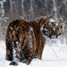 tiger in the snow