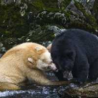 two bears on the stones
