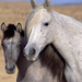 two grey horses