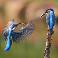 two kingfisher