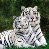 two tigers