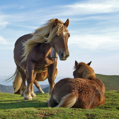 two strong horses