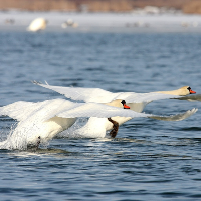 two white gooses