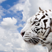 white tiger