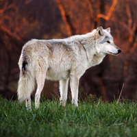 white shepherd dog