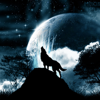 wolf at night