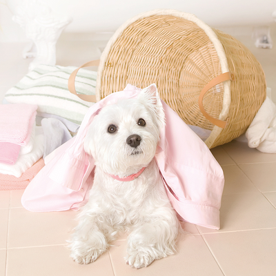 woke up Bichon Frise