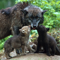 wolfs mother and child