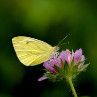 yellow butterfly on the flower