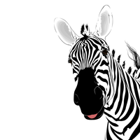 zebra