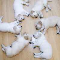 6 little white dogs