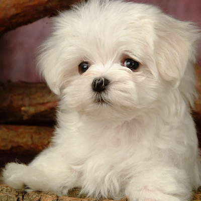 bichon frise