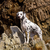 brave Dalmatian