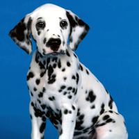 Dalmatian