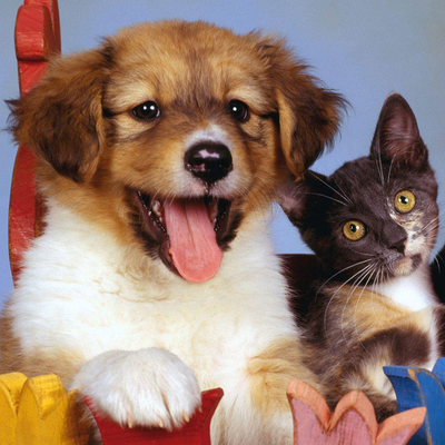 dog and cat