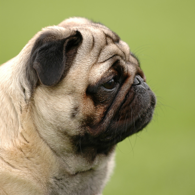 disappoint shar pei