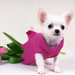 dog in pink dress