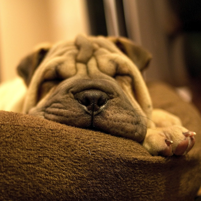 lonely shar pei