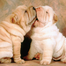 shar pei lovers