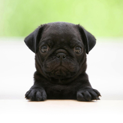 small black dog