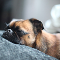 sleeping pug