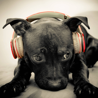 the black dog with music