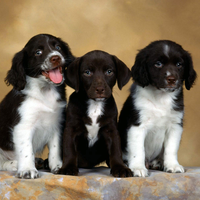 three small dogs