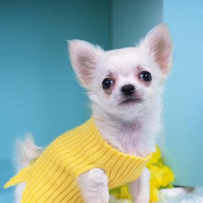 the dog with yellow dress