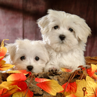 two bichon frises