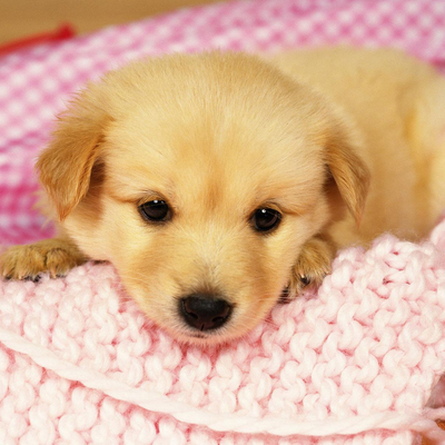 tired dog on the bed