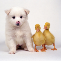 white dog with ducks