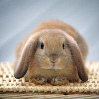 brown rabbit