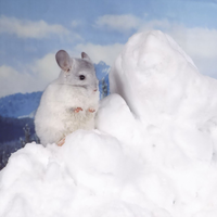 little rabbit with snow