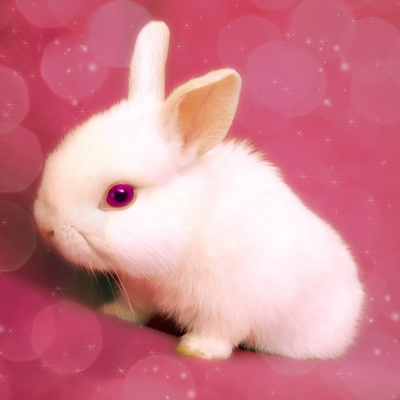 nice rabbit