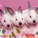 rabbit sisters