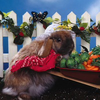 the rabbit dining